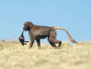 Infanticide drives female promiscuity and big balls