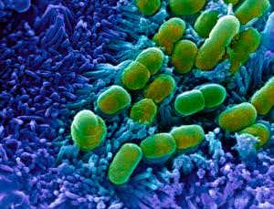 Cells act like old tape recorders to monitor health