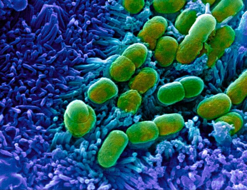 New Scientist. Science news and long reads from expert journalists, covering developments in science, technology, health and the environment on the website and the magazine.