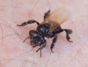 Zoologger: Stingless suicidal bees bite until they die