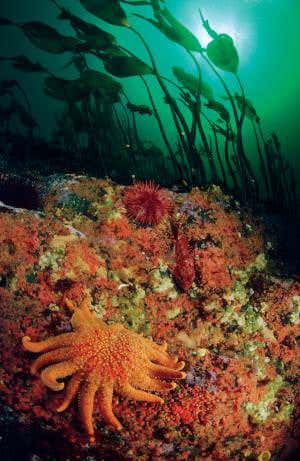 Seastar ripper prime suspect pinned down