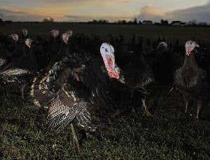 How bird flu threatens Europe's Christmas turkeys