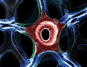 Starfish made of feather-light foam wins photo prize