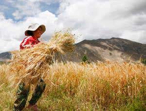 Humans needed barley to conquer Tibet's giddy heights
