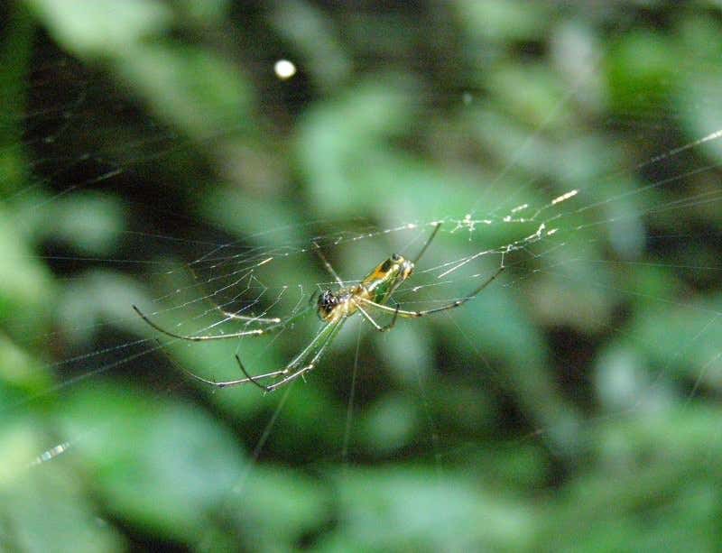 The female of the species enjoys a tickle on her mouthparts