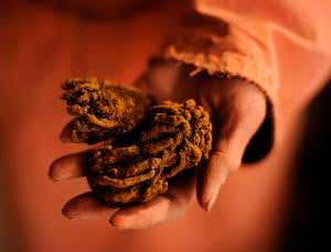 Calorie-burning fat boosted by medicinal Chinese plant