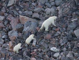 Loss of Arctic sea ice to doom polar bears by 2075
