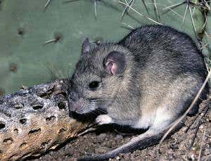 Zoologger: The rodent with a taste for spines