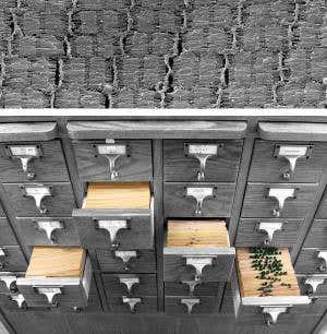 An embryonic understanding of our humble beginnings