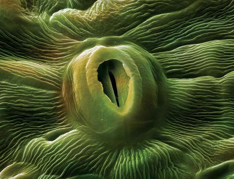 New Scientist. Science news and long reads from expert journalists, covering developments in science, technology, health and the environment on the website and the magazine.