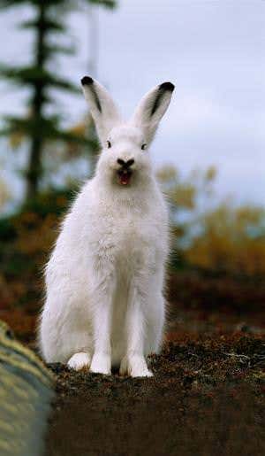 Total white out: Snowshoe hares vs global warming