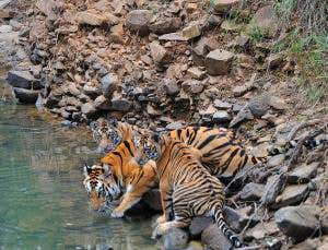 Radar net protects tigers and keeps them neighbourly