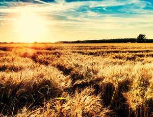 Dawn of farming sparked speed-evolution in weeds