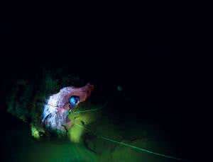 Bone bonanza: Chamber of secrets yields human remains