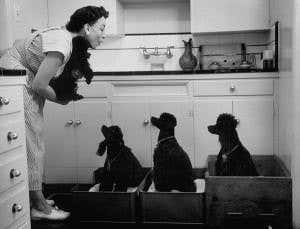 Dog head-turning shows they do understand what you say