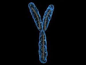 Y men are more likely to get cancer than women