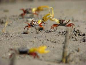Zoologger: Dancing in time makes crabs sexual failures