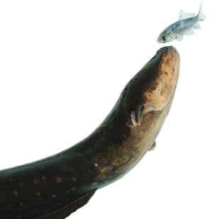 Eels use electricity to remote control prey movements