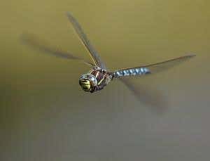 Dragonflies anticipate their prey's flight path