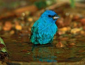 Light trickery makes bird feathers blue but not red