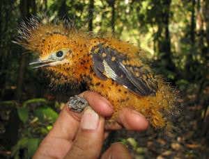 Zoologger: The bird that mimics a toxic caterpillar