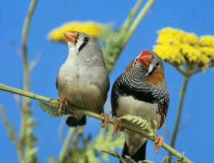 Humans and birds share the same singing genes
