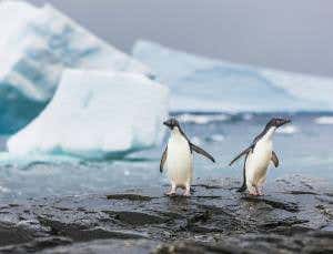 Warming won't give emperor penguins happy feet