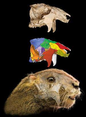 Peer inside the head of a giant prehistoric groundhog