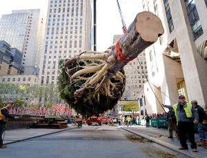 Climate change will leave Christmas trees in hot water