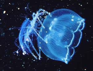 Zoologger: Baby lobster with a taste for jellyfish surfing