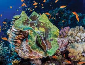 Multitalented giant clams keep corals reefs healthy