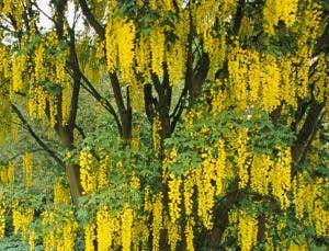 Plant extract trumps nicotine patches to quit smoking