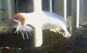 Weird sea ghost breaks record for deepest living fish