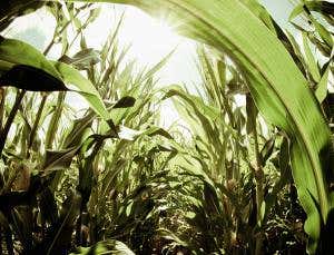 Europe set to allow individual nations to ban GM crops