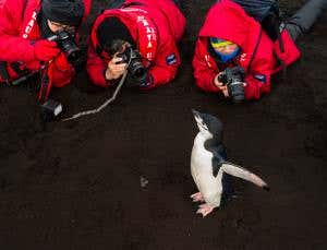 Antarctic tourism may pose disease threat to penguins