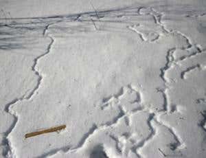 Birds build snow tunnels for fun