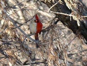 Split-colour bird is half male, half female