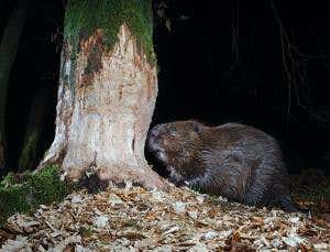 Back from the brink: See European beavers at work