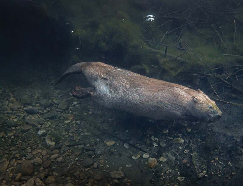 Back from the brink: See European beavers at work