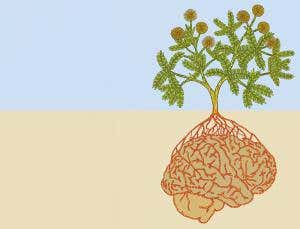 Root intelligence: Plants can think, feel and learn