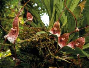 The wonders of orchids: Beautiful, smelly and sexy