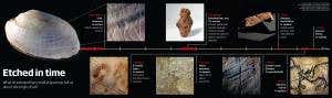 Shell 'art' made 300,000 years before humans evolved