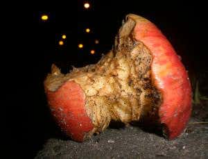 Armies of ants keep New York squeaky clean