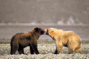 How to think about… Evolution