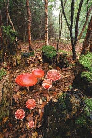 This means spore: The brutal world of fighting fungi