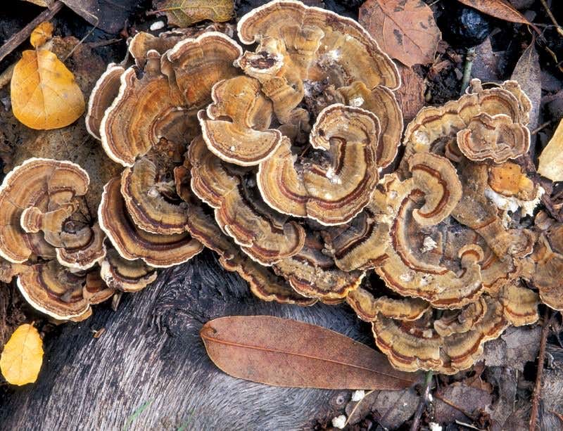 Fungal fighters: Cruel weapons of the forest floor