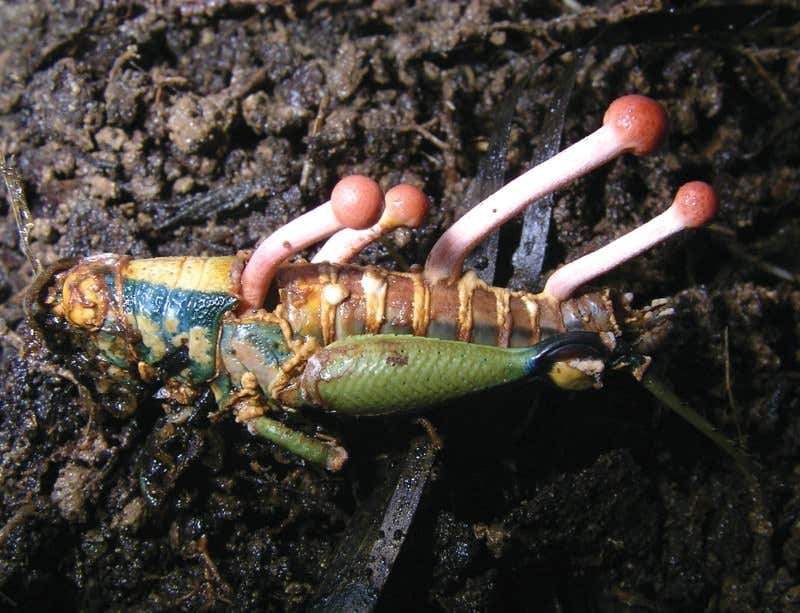 Fungal fighters: Cruel weapons of the forest floor