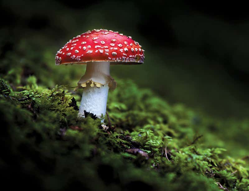 Fungal fighters: Cruel weapons of the forest floor