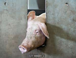 On the pain of others: The case for animal rights