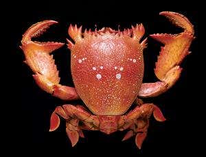 Zoologger: The tasty crab that looks like an ugly frog